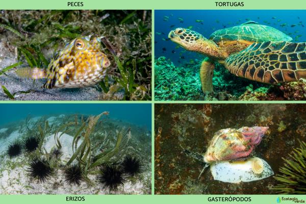 Praderas marinas: qué son, características y animales - Animales de las praderas marinas