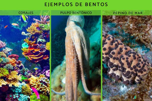 Qué son los organismos bentónicos: ejemplos y características - Ejemplos de organismos bentónicos