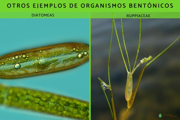 Qué son los organismos bentónicos: ejemplos y características -