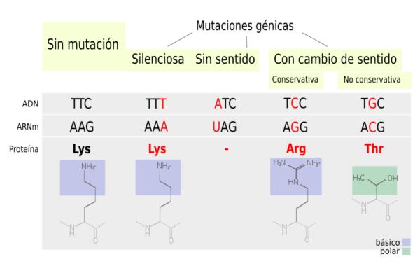 Mutaciones genéticas: ejemplos y definición - Tipos de mutaciones genéticas