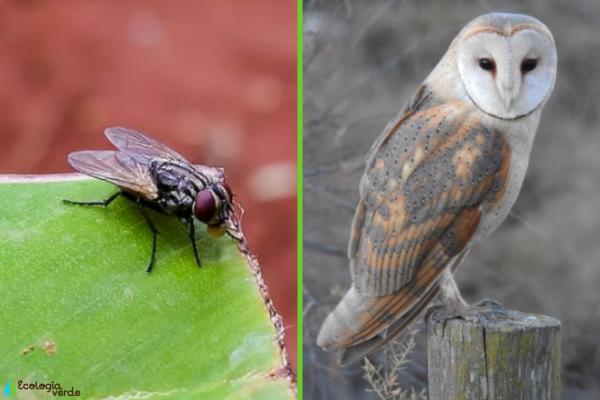 Especie cosmopolita: qué es y ejemplos -