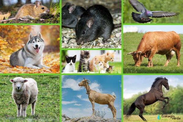 Especie cosmopolita: qué es y ejemplos -
