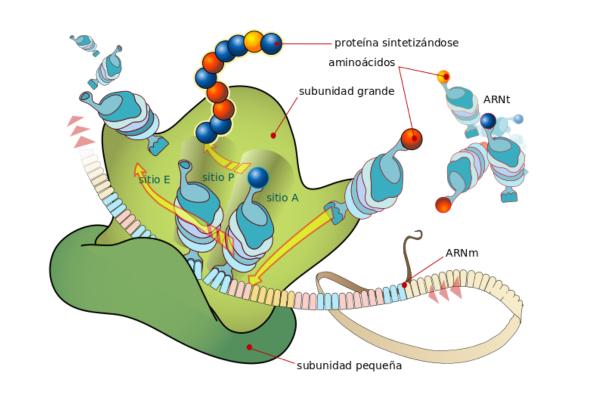 Ribosomas: función y estructura - Función de los ribosomas