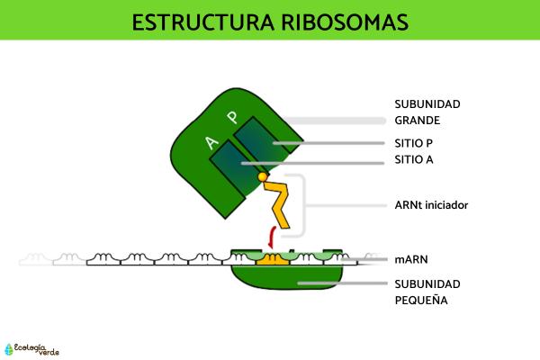 Ribosomas: función y estructura - Estructura de los ribosomas