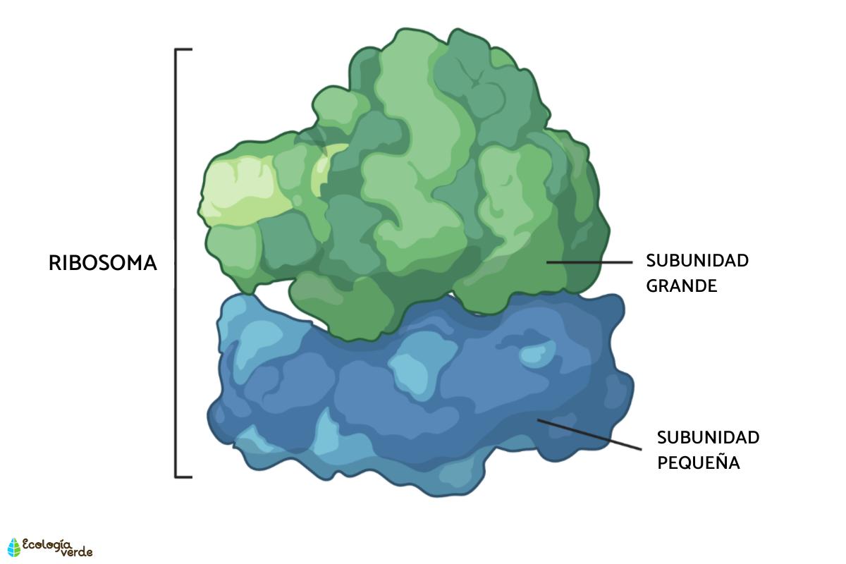 Ribosomes : fonction et structure
