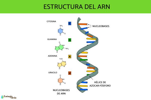 Diferencia entre ADN y ARN - Qué es el ARN y su función