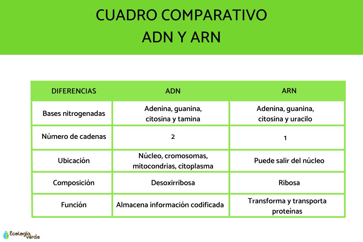 Différence entre l'ADN et l'ARN