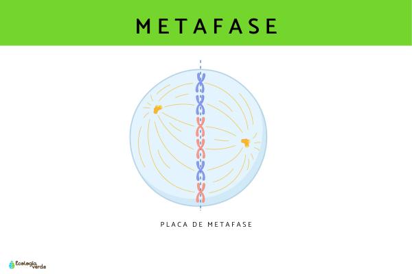 Fases del ciclo celular - Metafase
