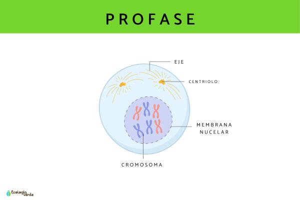 Fases del ciclo celular - Profase