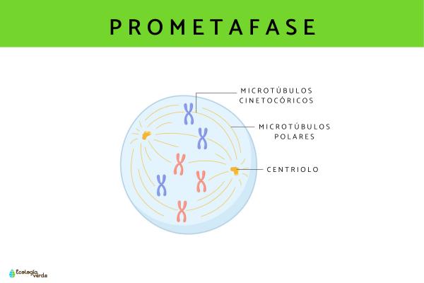 Fases del ciclo celular - Prometafase