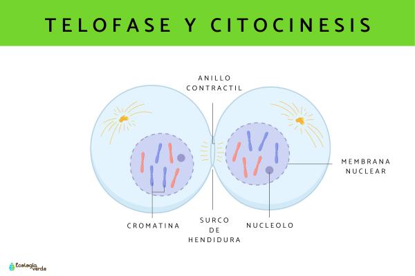 Fases del ciclo celular - Telofase