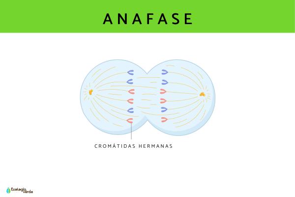 Fases del ciclo celular - Anafase