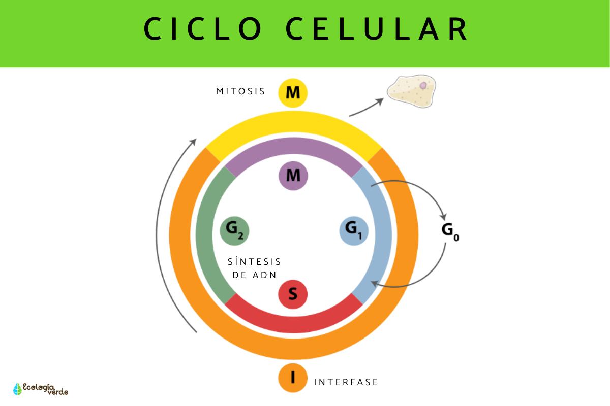Les phases du cycle cellulaire