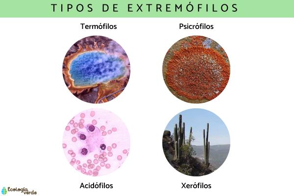 Extremófilos: qué son, características y ejemplos - Tipos de extremófilos