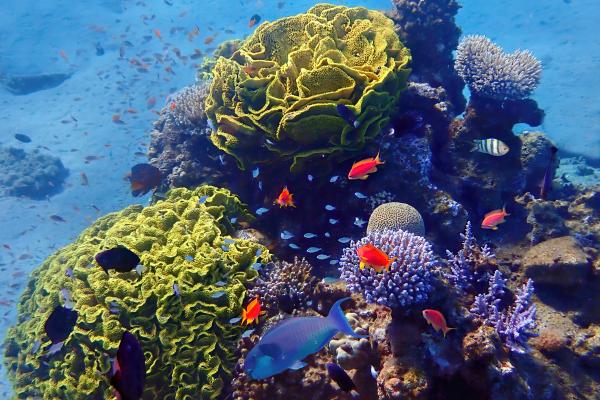 Biodiversidad: qué es, tipos e importancia - Biodiversidad de ecosistemas