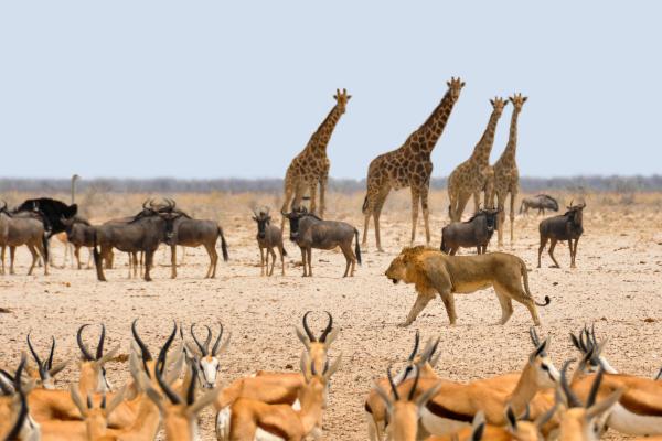 Biodiversidad: qué es, tipos e importancia - Beneficios e importancia de la biodiversidad