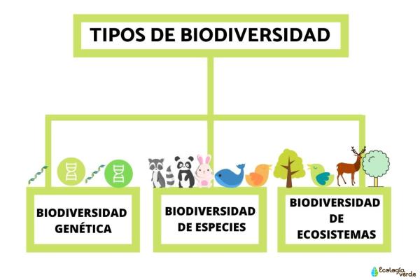 Biodiversidad: qué es, tipos e importancia - Tipos de biodiversidad