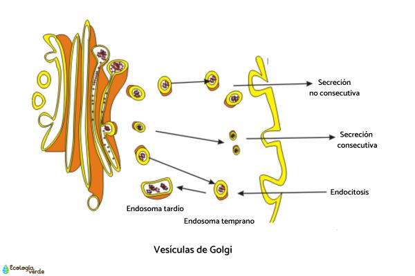 Aparato de Golgi: definición y función - Función del aparato de Golgi