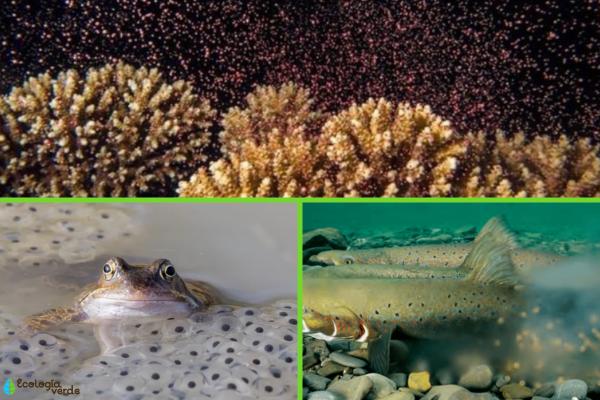 Fecundación externa: qué es y animales - Ejemplos de animales con fecundación externa