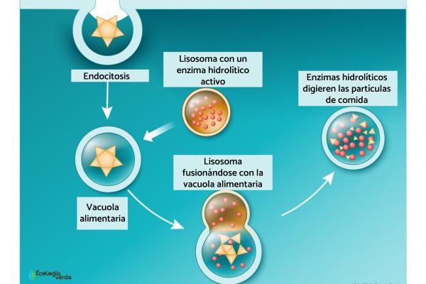 Lisosomas: definición, características y función - Fonction des lysosomes