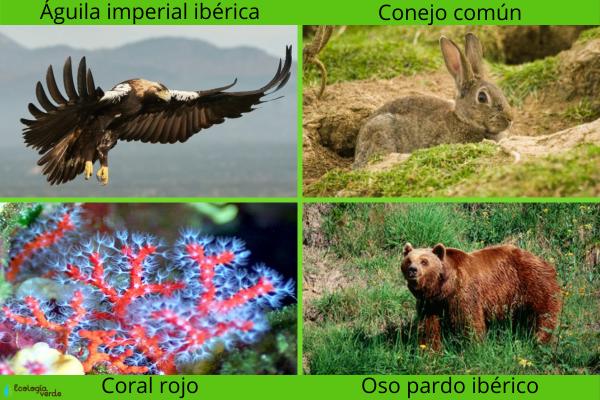 Biodiversidad en España -