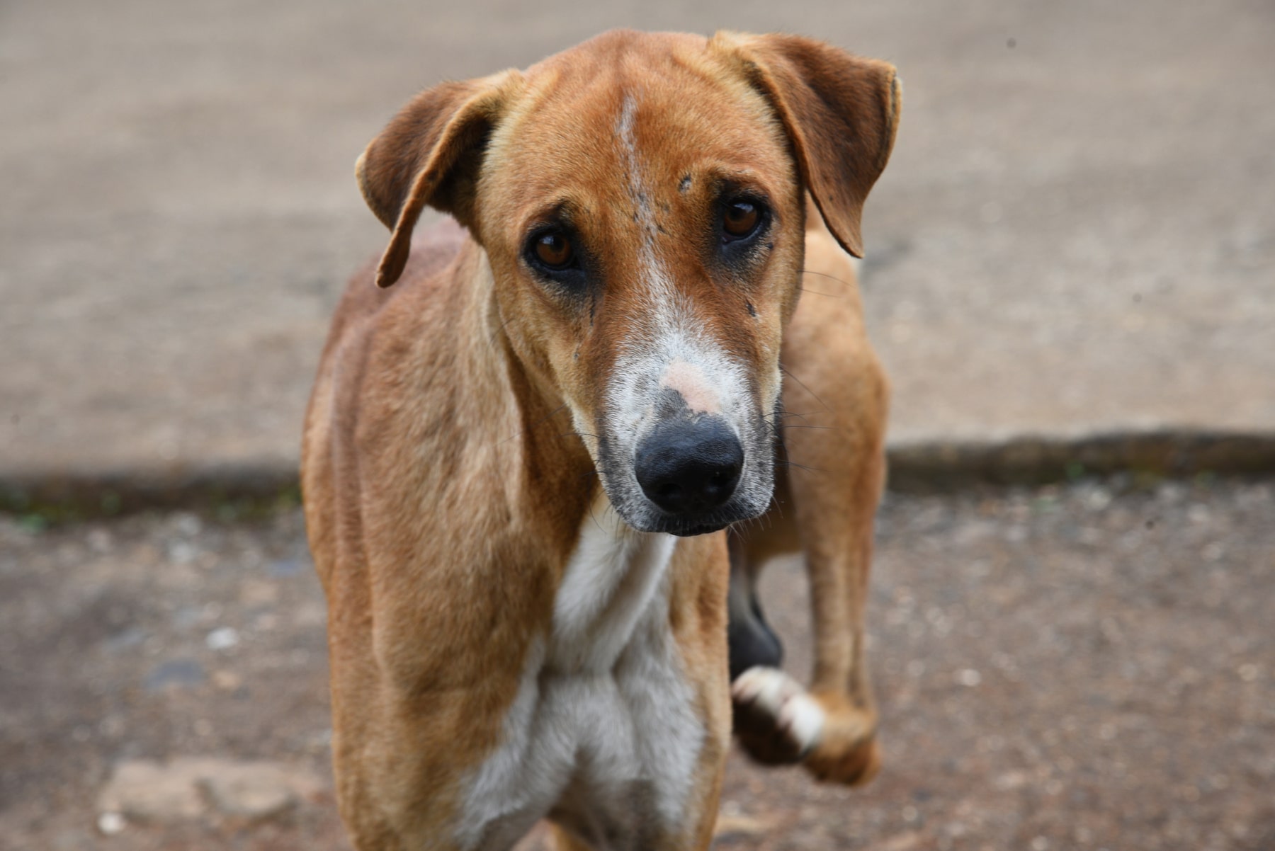 Même les chiens confirment Bouba et Kiki : l’expérience emblématique sur le langage