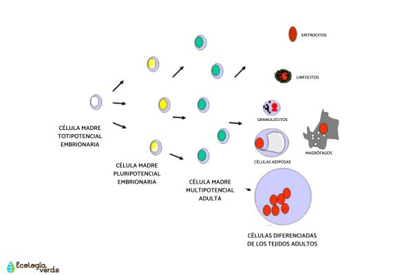 Tipos de células madre - Multipotenciales