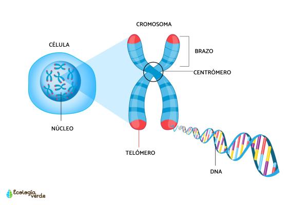Cromosomas: qué son, tipos y partes - Partes de un cromosoma