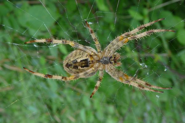 Partes de la araña - Pedipalpos