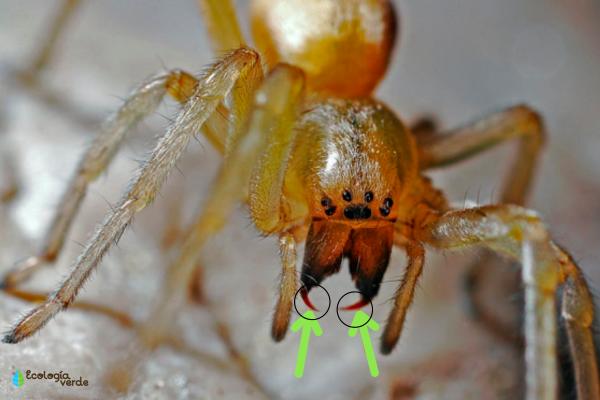 Partes de la araña - Quelíceros