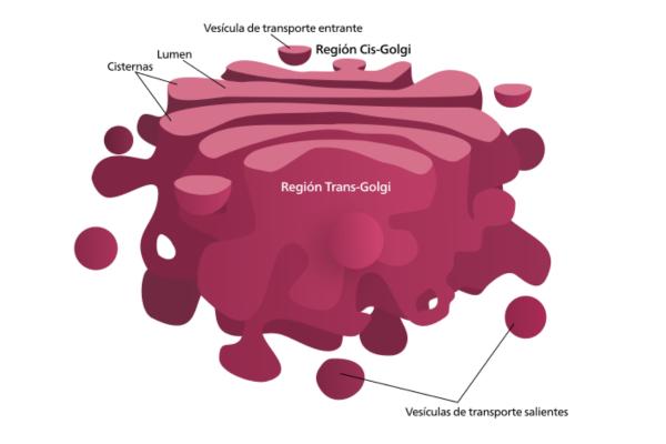 Aparato de Golgi: definición y función - Estructura del aparato de Golgi