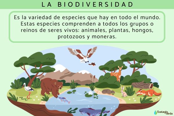 Biodiversidad: qué es, tipos e importancia - Qué es la biodiversidad