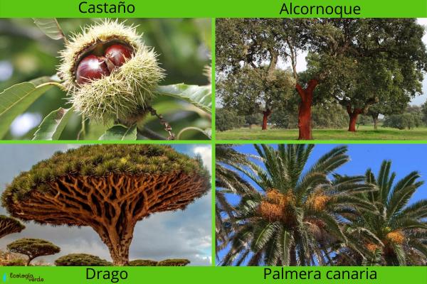 Biodiversidad en España - Flora y fauna en la biodiversidad de España