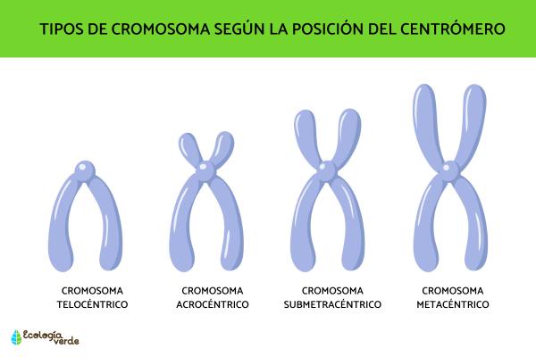 Cromosomas: qué son, tipos y partes - Tipos de cromosomas