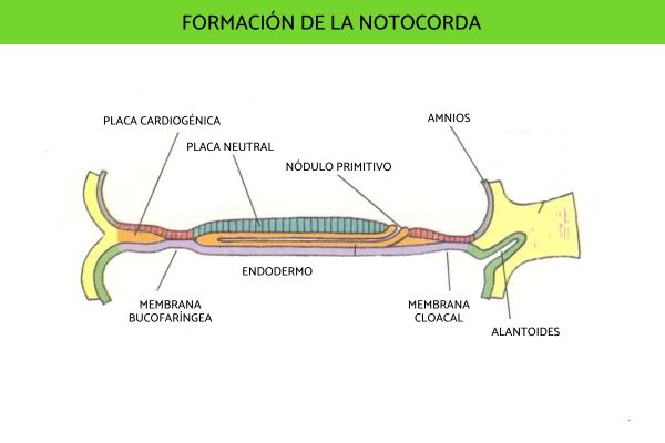 Cordados: qué son, características y ejemplos - Qué son los cordados y características