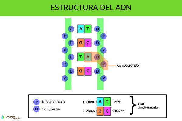 Diferencia entre ADN y ARN - Qué es el ADN y su función