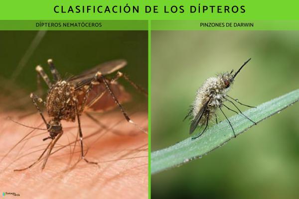 Dípteros: definición, características y tipos - Clasificación de los dípteros