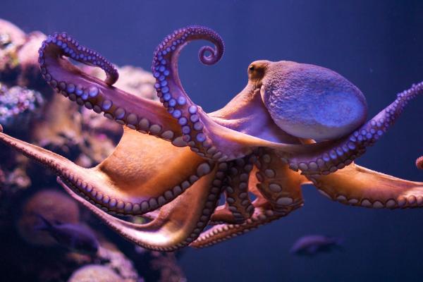 Evolución convergente: ejemplos y definición - Ejemplos de evolución convergente
