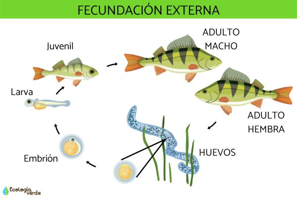 Fecundación externa: qué es y animales - Cómo ocurre la fecundación externa