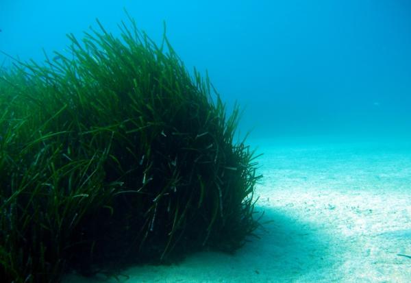 Praderas marinas: qué son, características y animales - Qué son las praderas marinas