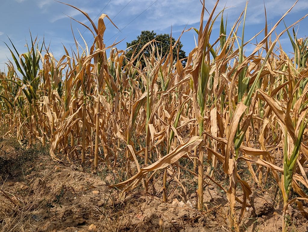 Journée mondiale de l'alimentation : les trois feux croisés qui menacent l'alimentation — guerres, changements climatiques et super El Niño