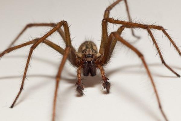 Partes de la araña - Patas