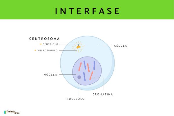 Fases del ciclo celular - Interfase
