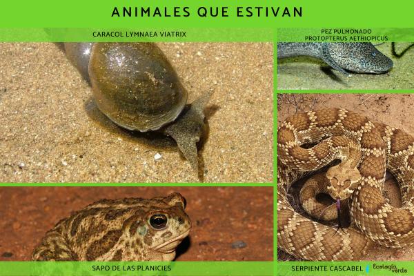 Estivación: qué es y ejemplos - Ejemplos de estivación en animales