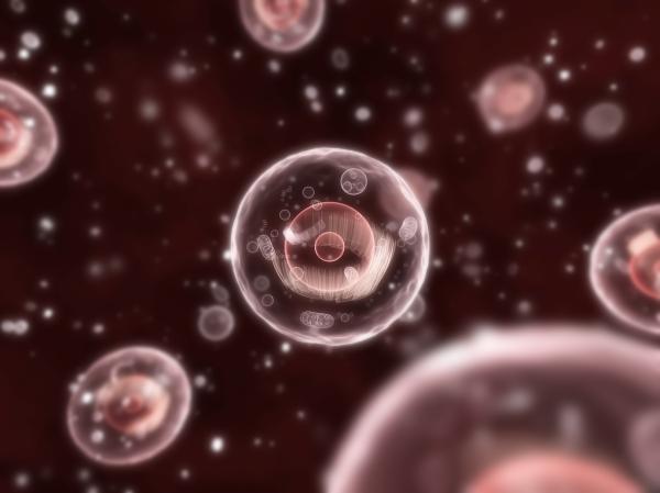 Lisosomas: définition, caractéristiques et fonction - Caractéristiques des lysosomes