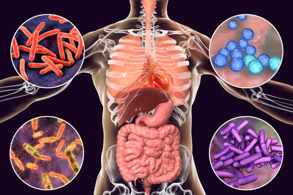 Microbioma: qué es, funciones y ejemplos - Microbioma humano