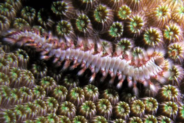 Polychètes: que sont-ils, exemples et habitat - Que sont les polychètes et leurs caractéristiques