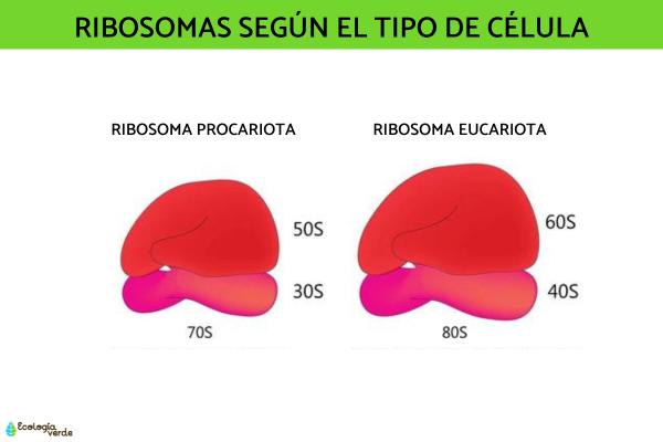 Ribosomas: función y estructura - Tipos de ribosomas