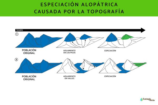 Especiación alopátrica: ejemplos y características - Tipos de especiación alopátrica