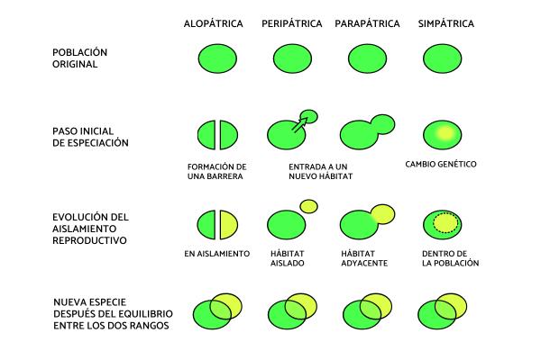 Qué es la especiación y ejemplos - Tipos de especiación